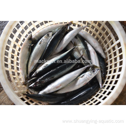 Frozen Whole Part Pacific Mackerel 150-200Gr To Egypt